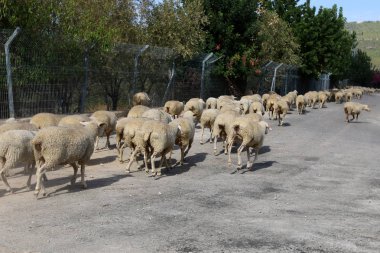 koyun sürüsü yoldur 