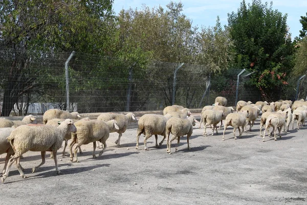 The road is a flock of sheep — Stock Photo, Image