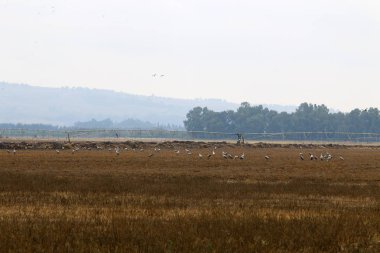 Göl Hula, göçmen kuşlar 