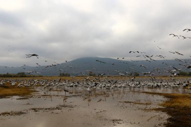 Göl Hula, göçmen kuşlar 