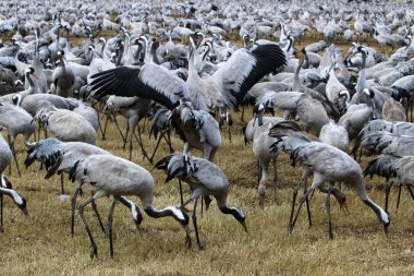 Göl Hula, göçmen kuşlar 