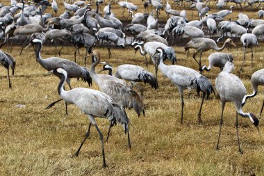 Göl Hula, göçmen kuşlar 