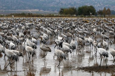 Göl Hula, göçmen kuşlar 