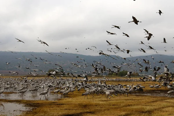 Aves migratórias no Lago Hula — Fotografia de Stock