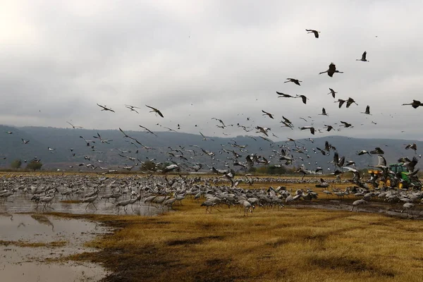 Aves migratórias no Lago Hula — Fotografia de Stock