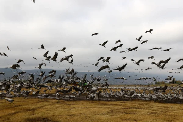 Aves migratórias no Lago Hula — Fotografia de Stock