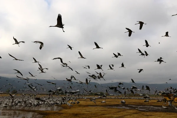 Aves migratórias no Lago Hula — Fotografia de Stock