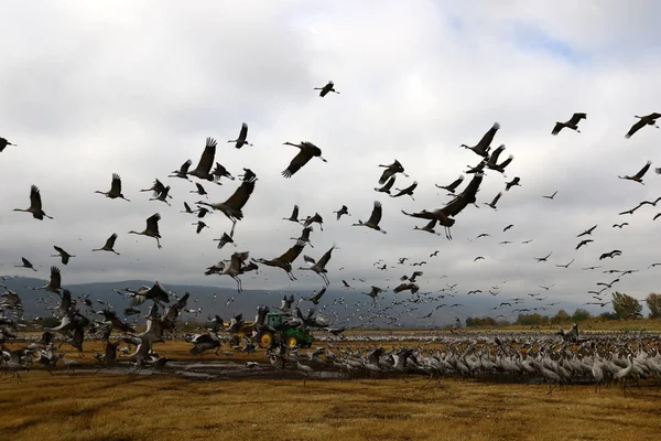 Oiseaux migrateurs au lac Hula — Photo