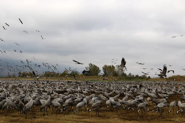 Oiseaux migrateurs au lac Hula — Photo