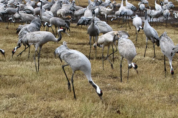 フラ湖で渡り鳥 — ストック写真