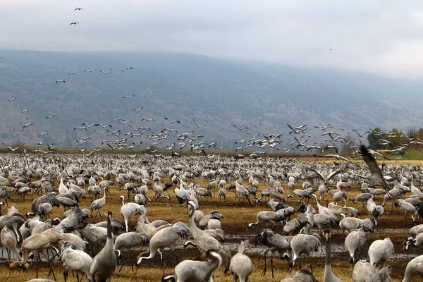 Aves migratórias no Lago Hula — Fotografia de Stock