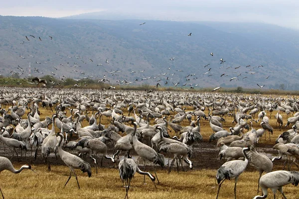 Zugvögel am Hula-See — Stockfoto