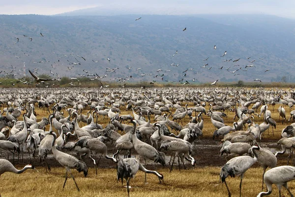 Aves migratórias no Lago Hula — Fotografia de Stock