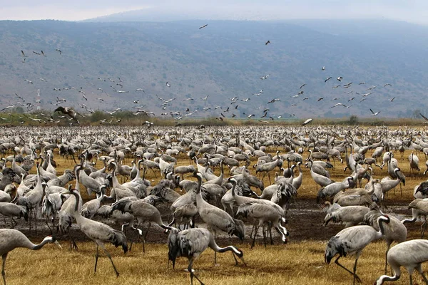 Aves migratórias no Lago Hula — Fotografia de Stock