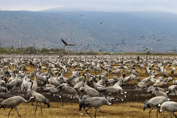 Aves migratórias no Lago Hula — Fotografia de Stock