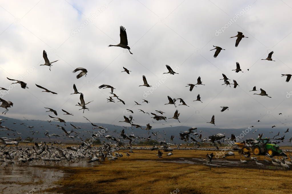 migratory birds at Lake Hula 