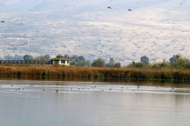 Göl Hula, göçmen kuşlar 