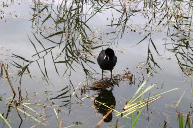 Göl Hula, göçmen kuşlar 