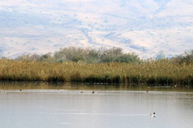 Göl Hula, göçmen kuşlar 