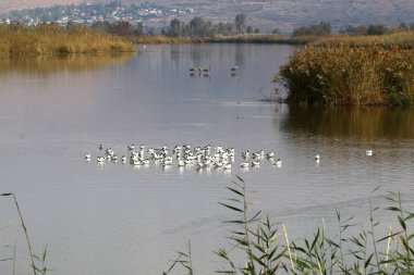 Göl Hula, göçmen kuşlar 
