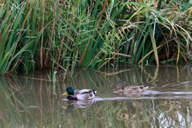 Göl Hula, göçmen kuşlar 