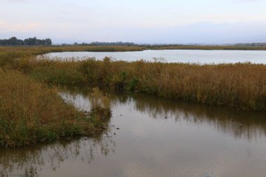 Göl Hula, göçmen kuşlar 