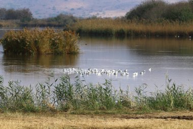 Göl Hula, göçmen kuşlar 