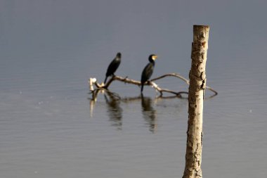 Göl Hula, göçmen kuşlar 