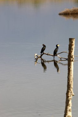 Göl Hula, göçmen kuşlar 