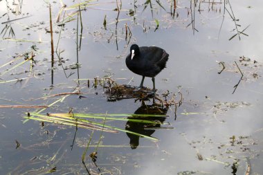 Göl Hula, göçmen kuşlar 