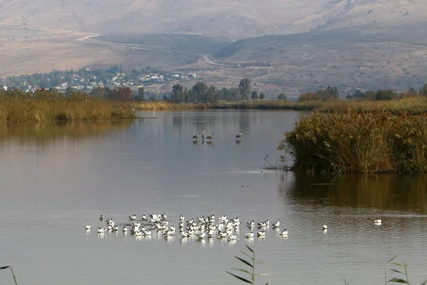Aves migratorias en el lago Hula — Foto de Stock