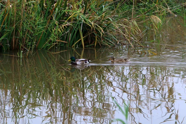 Zugvögel am Hula-See — Stockfoto