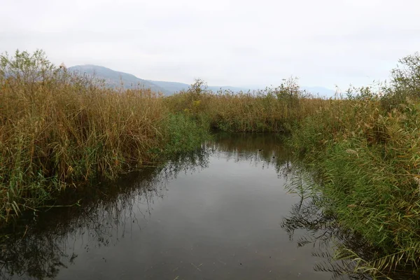 Migratory birds at Lake Hula — Stock Photo, Image