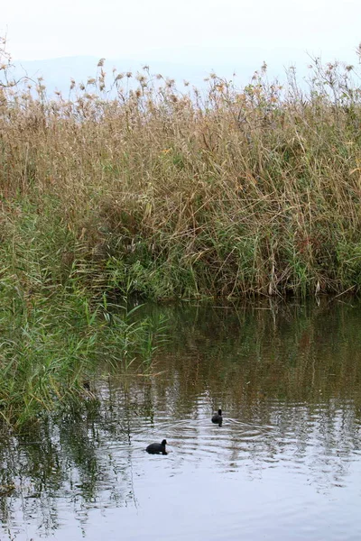 Migratory birds at Lake Hula — Stock Photo, Image