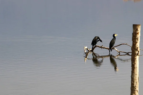 Stěhovavé ptáky na jezeře Hula — Stock fotografie