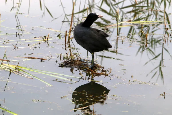 フラ湖で渡り鳥 — ストック写真