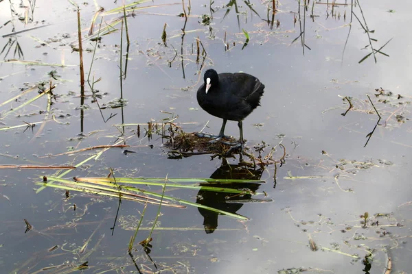 フラ湖で渡り鳥 — ストック写真