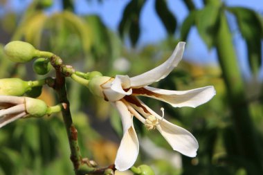 Doğa yakın çekim resimleri 