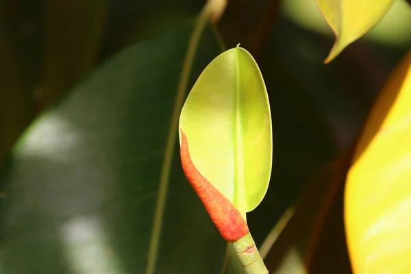 Bilder der Natur aus nächster Nähe — Stockfoto