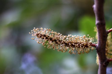 Doğa yakın çekim resimleri 
