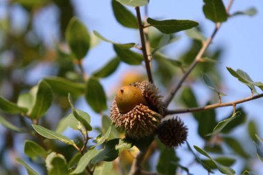 Doğa yakın çekim resimleri 