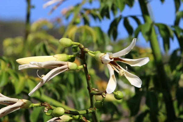 Photos de la nature close-up — Photo