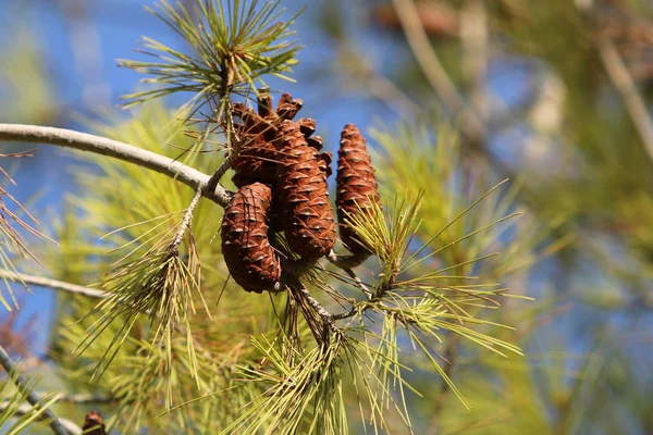 Bilder der Natur aus nächster Nähe — Stockfoto