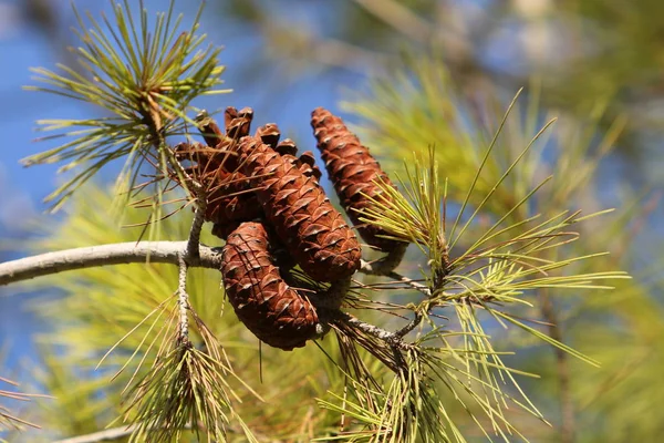 Bilder av natur närbild — Stockfoto