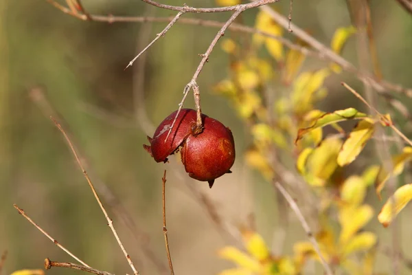 Bilder av natur närbild — Stockfoto