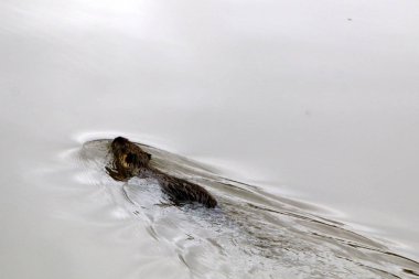 Göl Hula eğitimin insanın 