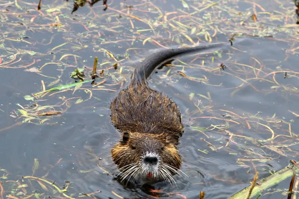 Nutria lebt am hula-see — Stockfoto