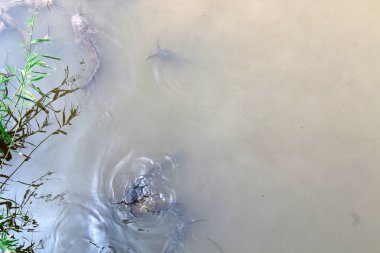 sorunlu sularda canlı yayın balığı 