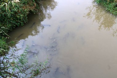 sorunlu sularda canlı yayın balığı 