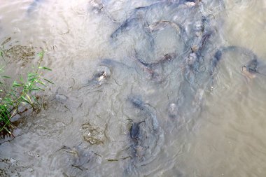 sorunlu sularda canlı yayın balığı 